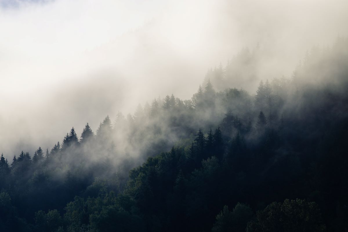Titelbild Fachtagung 2020: Wald im Nebel